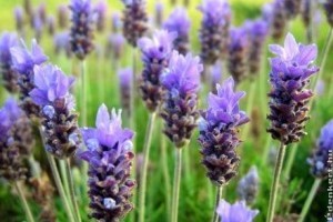 Levendula szívvel-lélekkel - szakácskönyv ajánló