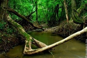 Élőhely-rekonstrukció a Duna-Ipoly Nemzeti Parkban