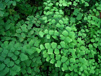 Krizantém: ha ezekre figyelsz, tele lesz virággal