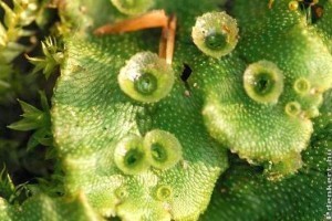 Májmoha (Marchantia polymorpha)