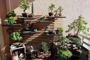 Bonsai öntözése - erre nagyon sok hobbikertész nem figyel