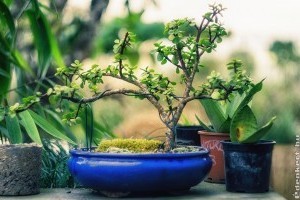 Bonsai átültetése egyszerűen: ezekre figyelj, mert sokan elrontják
