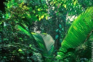 Az Amazonas esőerdői még mindig érzik a 2005-ös szárazság hatásait