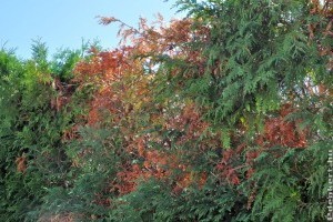 Barnul, szárad a tujám. Mi baja lehet?