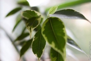 Miért potyog a fikusz levele, az azálea virága?