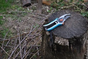 Gyümölcsfa metszési kisokos