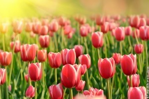 Csillapítsa kertvágyát!