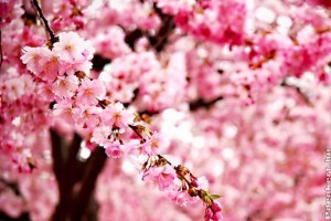 Virágba borultak a mandula- és kajszibarackfák, kiváló év várható!