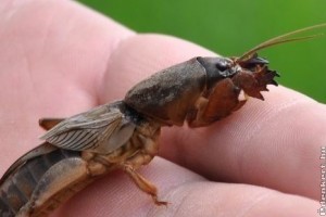 NEMASTAR – új biológiai rovarölő szer a lótücsök, a mocskospajor és a lószúnyog lárvák ellen