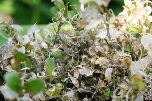 Komoly károkat okoz a puszpángmoly