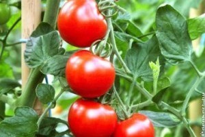 Az időjárás és az import is sújtja a hazai paprika és paradicsom termelőket