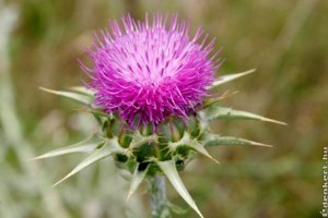 Májvédő gyógynövény: Máriatövis