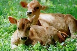 Állattartás ÖkoLOGIKUSan