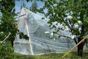 Mérföldkőhöz érkezett a magyar gyümölcsipar