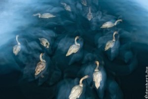 GDF SUEZ – Az Év Természetfotósa 2012