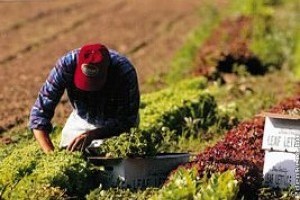 Vetésforgó, talajvédelem, komposztálás – a sikeres biogazdálkodás alapjai