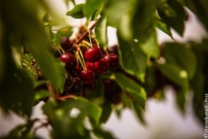 Kiváló meggy- és cseresznyetermés ígérkezik Elvira majorban