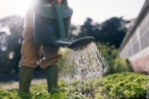 A nagy meleg súlyos kockázat a zöldség- és gyümölcstermelőknek