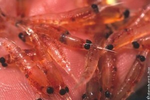 Krill olaj: az új generációs Omega-3