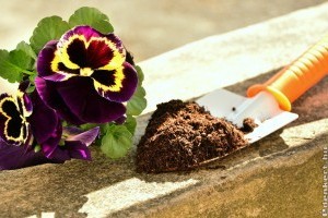 Növényültetés ősszel: mit érdemes most telepítenünk?