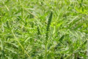 Több száz hektár parlagfűvel fertőzött terület van Somogyban