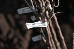 A növényhamisítás ellen küzd az Állami Gyümölcskutató Intézet