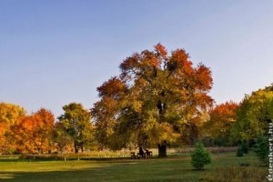 Egy gödöllői vadkörtefa lett az