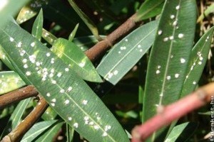 Pajzstetvek elleni védekezés