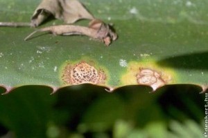 Yucca levélfoltosság