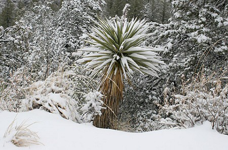 Krizantém: ha ezekre figyelsz, tele lesz virággal
