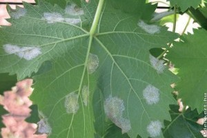 Növényvédő szer forgalmi kategória könnyítések kiskertesek számára