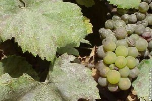 CÉGÉR az egészséges szőlőért a jó minőségű borért!