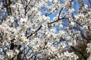 Rekordkorán szüretelhetünk meggyet és cseresznyét idén!