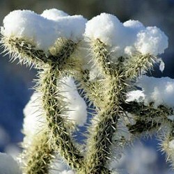 Krizantém: ha ezekre figyelsz, tele lesz virággal