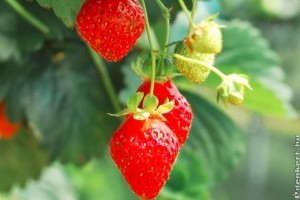 Termesszünk földiepret!