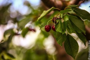 Emberemlékezet óta nem ehettünk ilyen korán jó cseresznyét!