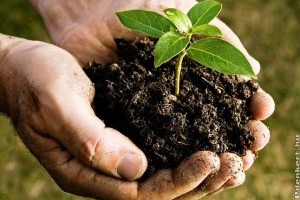 Komposzt Kisokos Kezdőknek