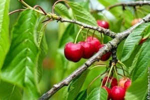 Gondolnád, hogy ennyire egészséges a cseresznye?