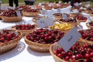 Cseresznyéből is a hibrideké a jövő!