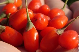 A goji bogyó sokat tehet az egészségünkért