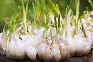 Igazi csodaszer: a fokhagyma - 3. hét 2015.