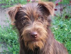 Krizantém: ha ezekre figyelsz, tele lesz virággal