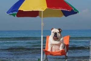 Nyaraljunk-e állatunkkal?