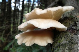 Vörösboros-fokhagymás laskagomba - 11. hét 2015.