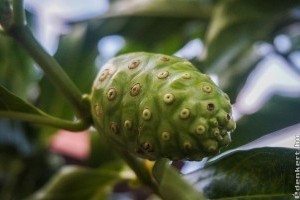 Noni, a rákmegelőző szupergyümölcs?