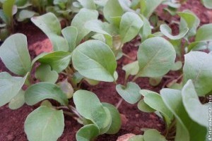 Spórolj időt és energiát! Ezeket a zöldségeket inkább vesd el!