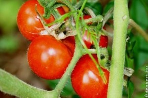 Piaci árak - 19. hét 2015.