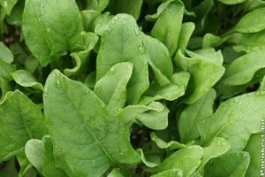 Piaci árak - 24. hét 2015.