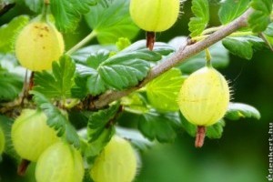 Piaci árak - 27. hét 2015.