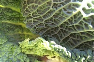 Piaci árak - 37. hét 2015.